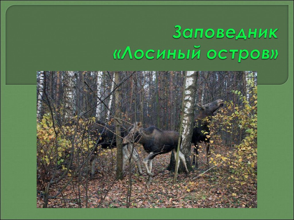 Проект лосиный остров