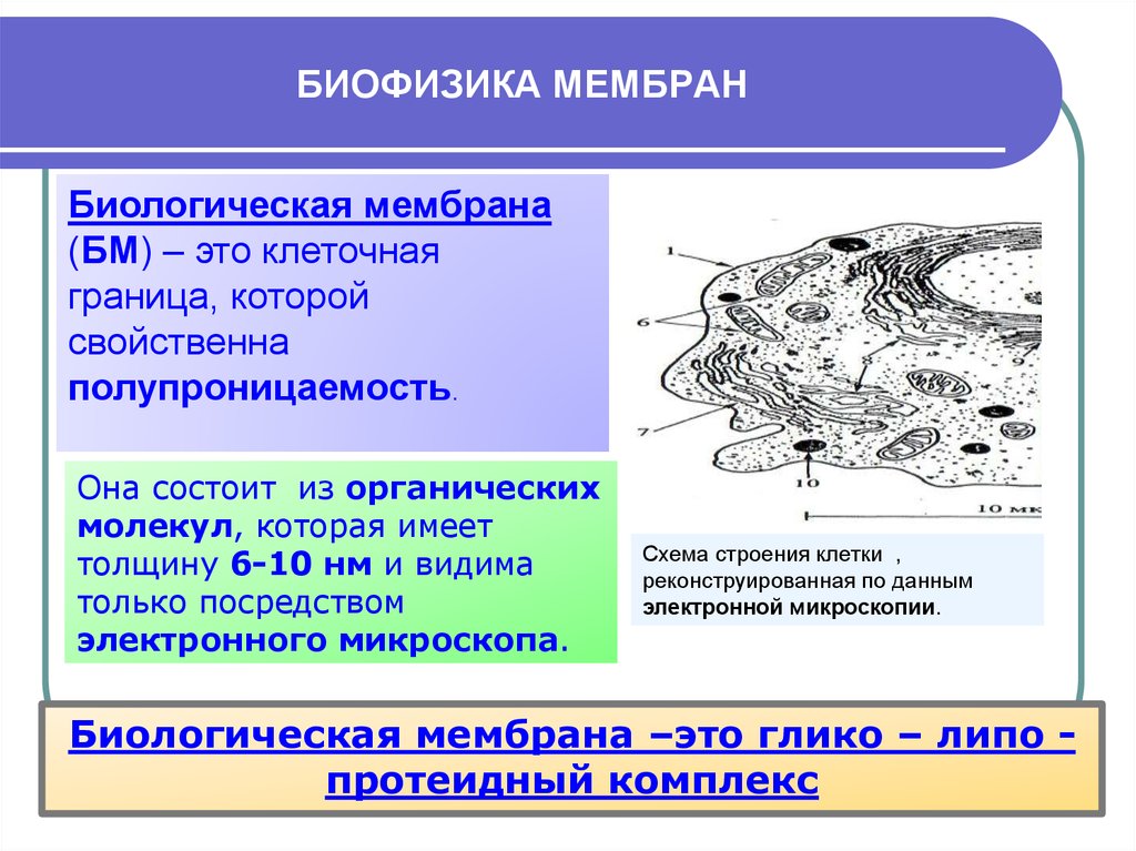 Фрагмент клетки. Биологическая мембрана. Биологические мембраны биофизика. Биологическая мембрана строение и функции биофизика. Строение мембраны биофизика.