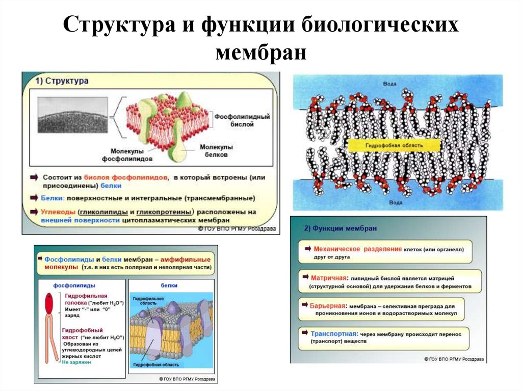 Свойства мембран презентация