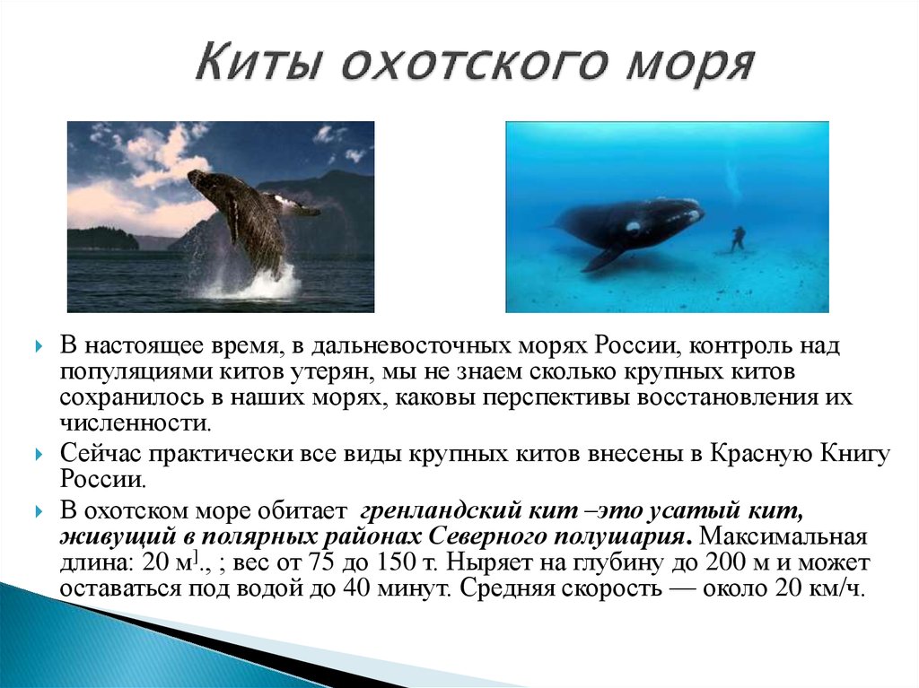 Сколько рыб водится в охотском море. Китов Охотского моря. Киты в Охотском море. Охотское море презентация. Охотское море синий кит.