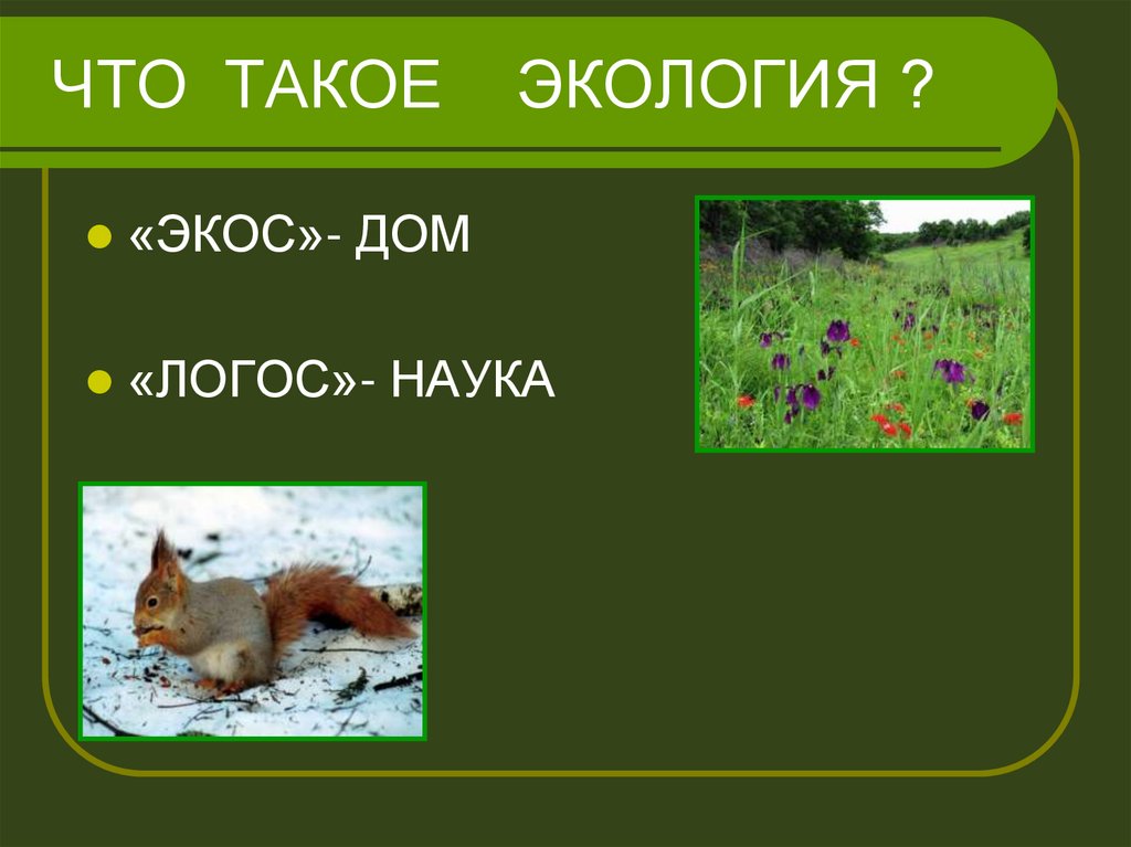 Что такое экология презентация