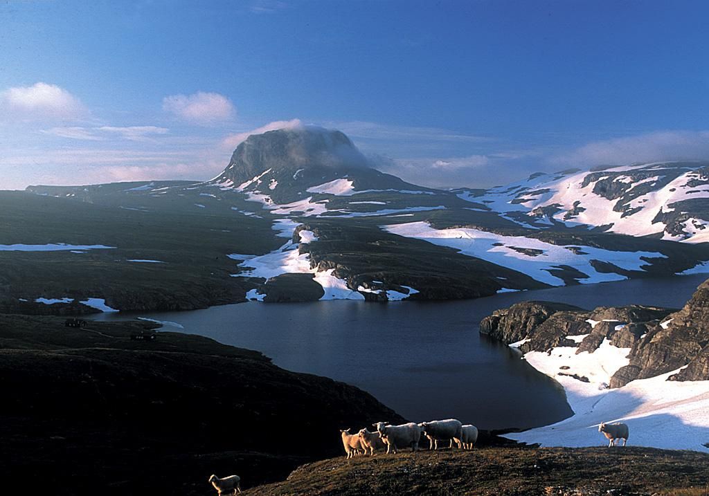 Норвегия средняя. Хардангервидда Норвегия. Хардангервидда (национальный парк). Горное плато Хардангервидда. Национальный парк Хардангервидда климат.