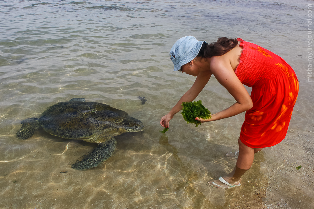 Пляж черепах на шри ланке. Хиккадува черепахи. Хиккадува Шри Ланка черепахи. Хиккадува Черепаший пляж. Пляж Хиккадува Шри Ланка черепахи.