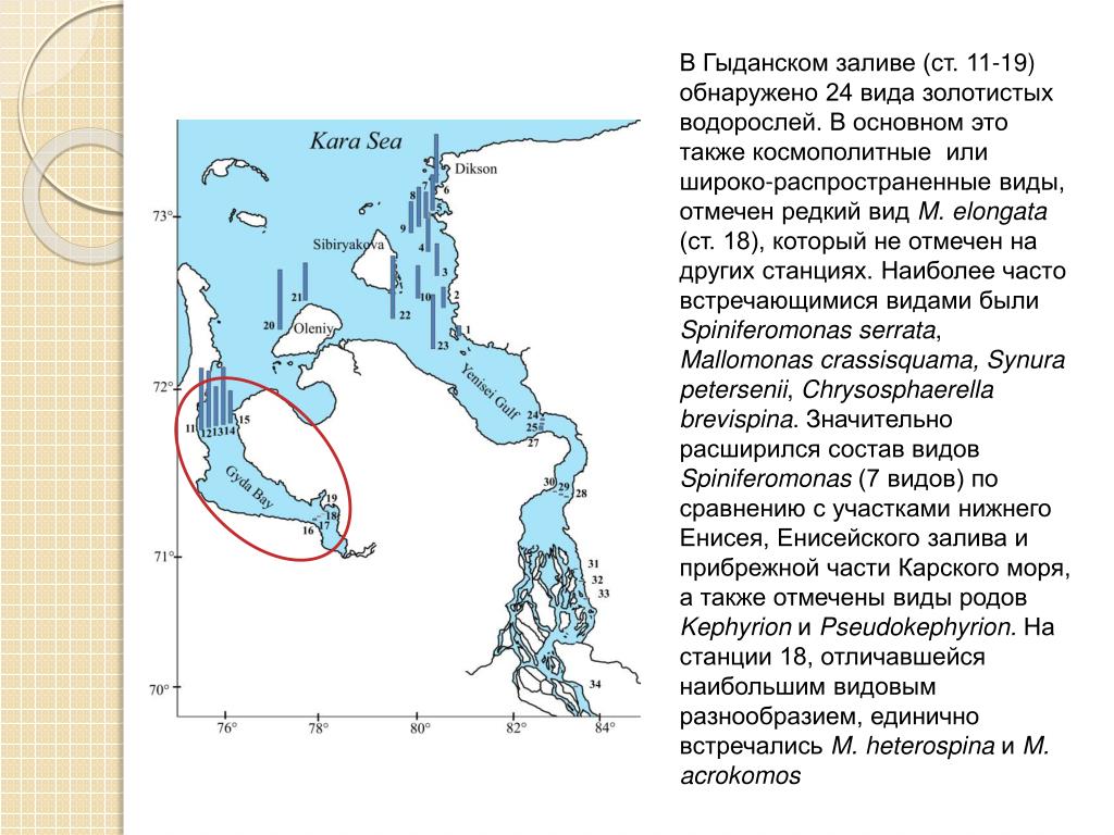 Карское море характеристика. Глубина Карского моря. Морские течения Карского моря. Карское море презентация.