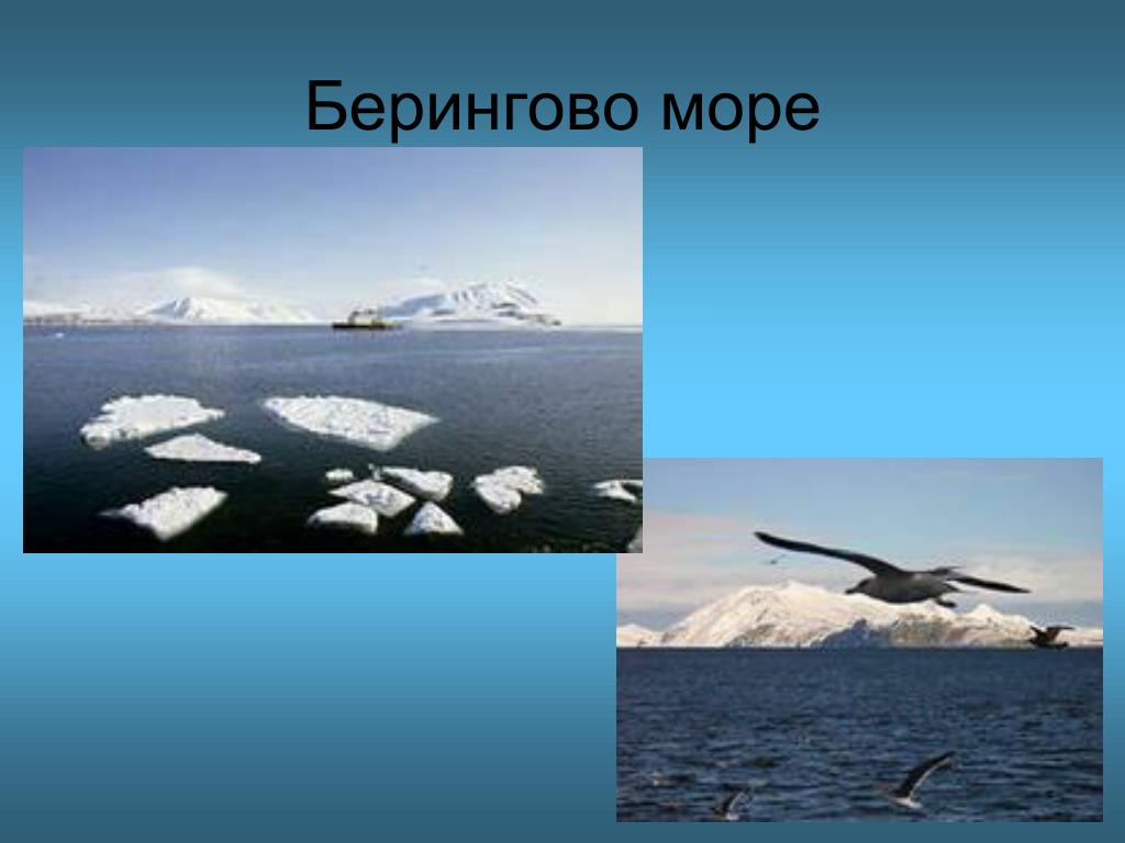 Берингово море презентация