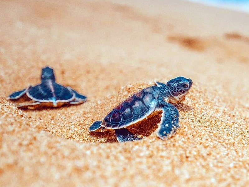 Унаватуна пляж с черепахами. Хиккадува Черепаший пляж. Хиккадува Шри Ланка черепахи. Пляж Хиккадува Шри Ланка черепахи. Хиккадува Шри Ланка Черепаший пляж.