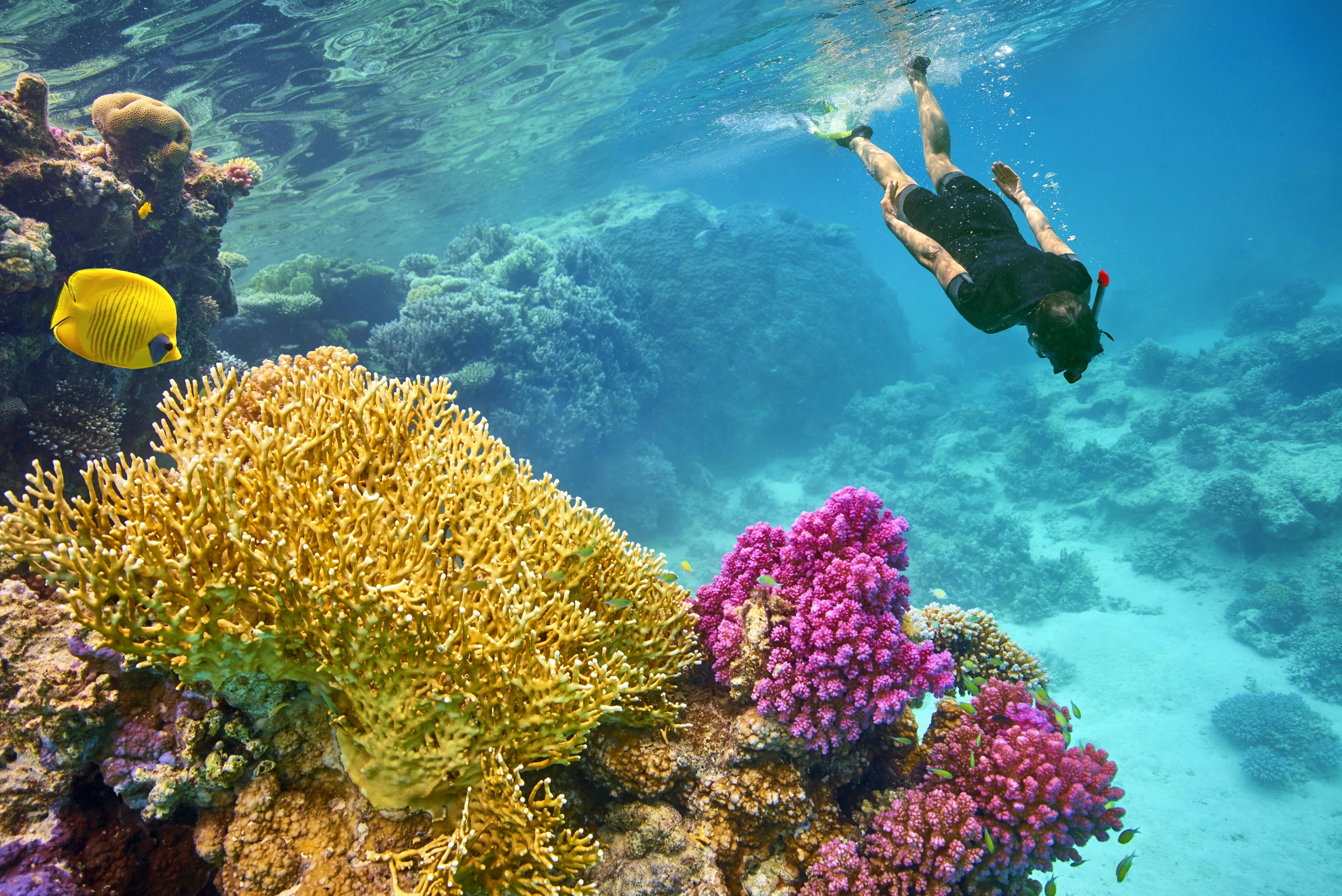 Лучшие отели с коралловыми рифами. Подводный риф Марса Алам. Подводный риф Шарм-Эль-Шейх. Шармаль Шейх море. Снорклинг Шарм Эль Шейх.